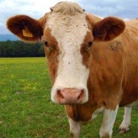 Установка Имплантанта Зуба